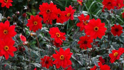 Dahlia 'Bishop of Llandaff'