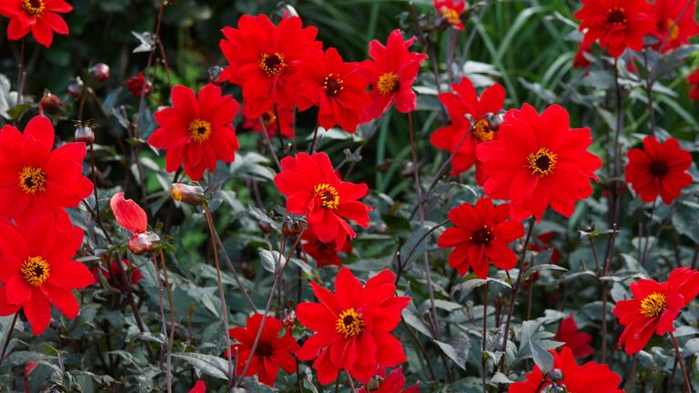Dahlia 'Bishop of Llandaff'