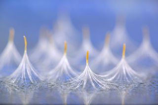 Seeds on Stage image, Plants & fungi winner, CUPotY 2019