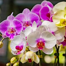 Moth orchids in pink, white, and yellow
