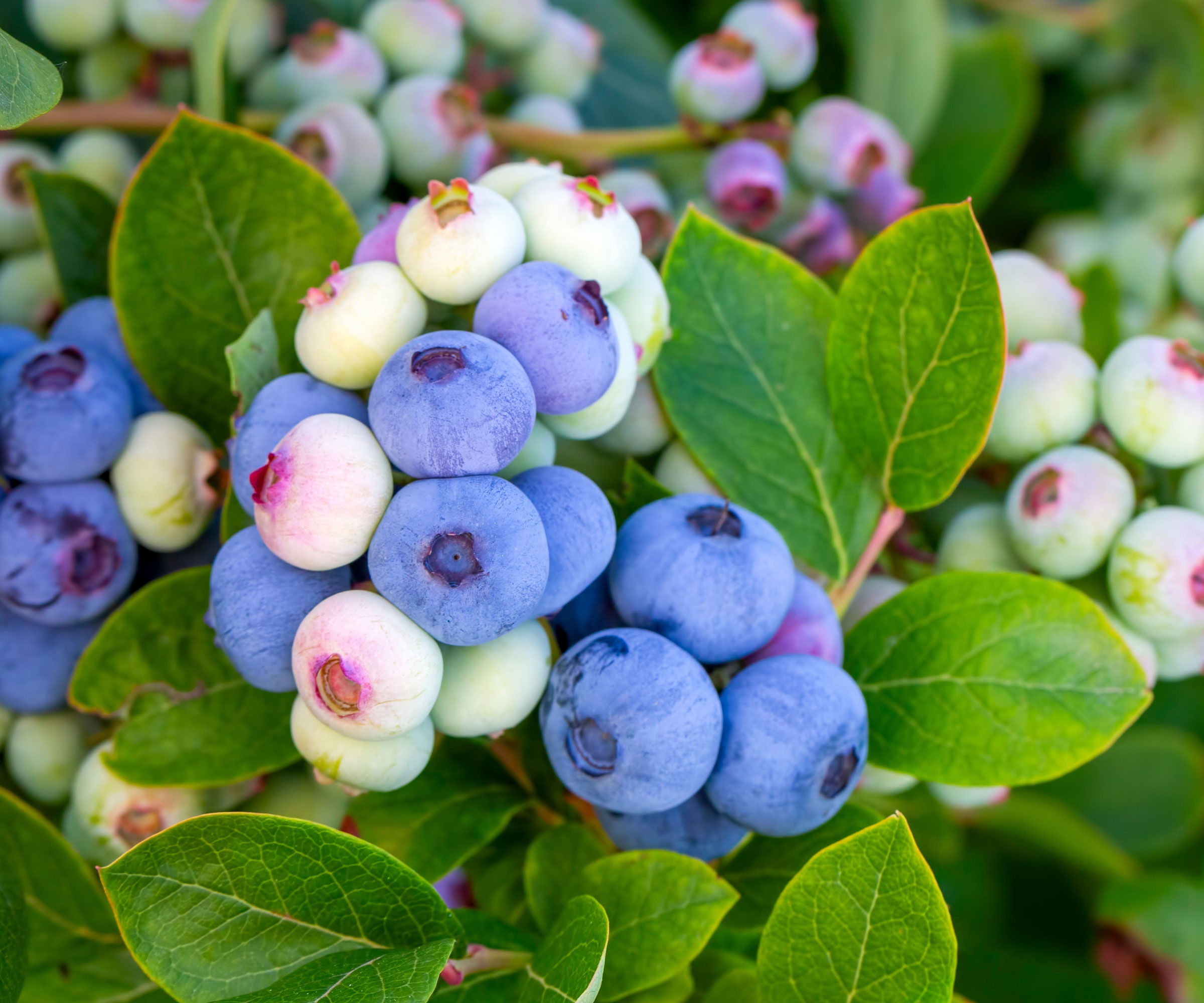 blueberry plant showing blue and pale fruits