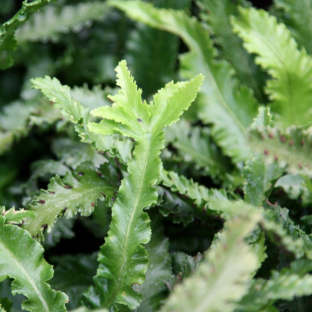 Asplenium Scolopendrium 'cristata'