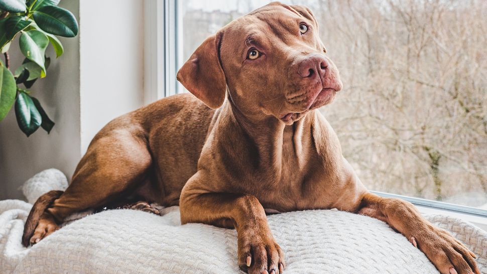 Photo inspiration: Fresh Look at Dog Breeds With Separation Anxiety