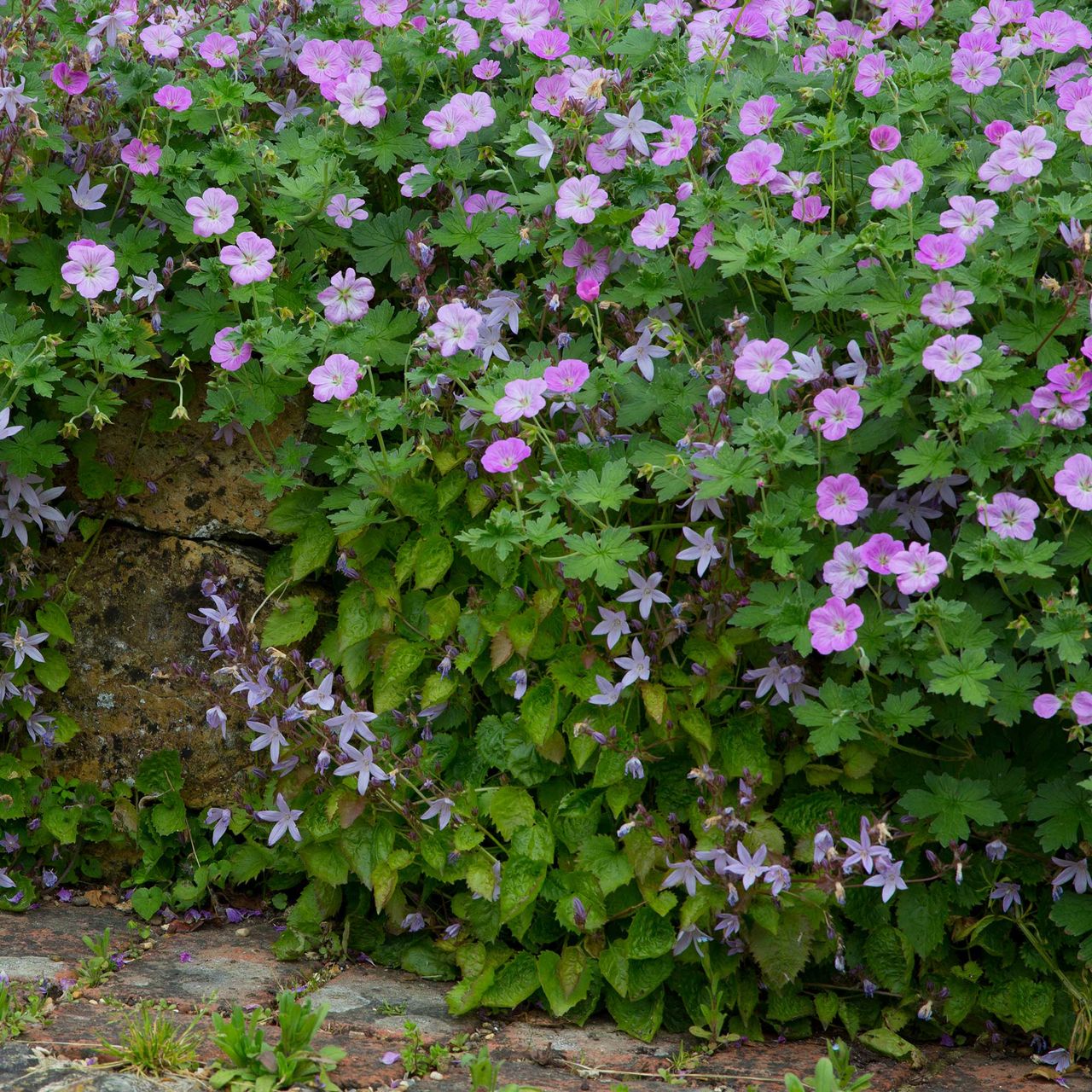 pale purple hardy geraniums growing across a brick garden wall