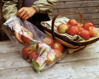 Apples from a wooden trug being stored in plastic bags