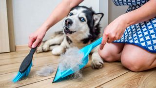 A woman removes dog hair after molting a dog with a dustpan and broom at home
