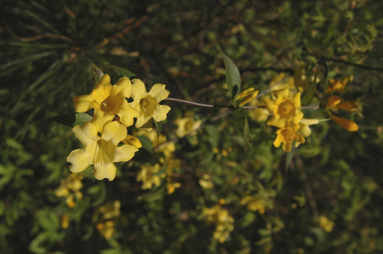 Yellow Carolina Jessamine Vine