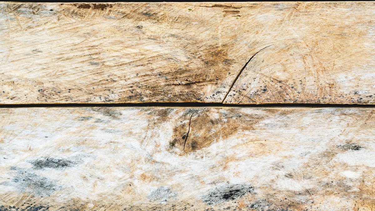 How to clean mould off wood Spot, treat and prevent the issue