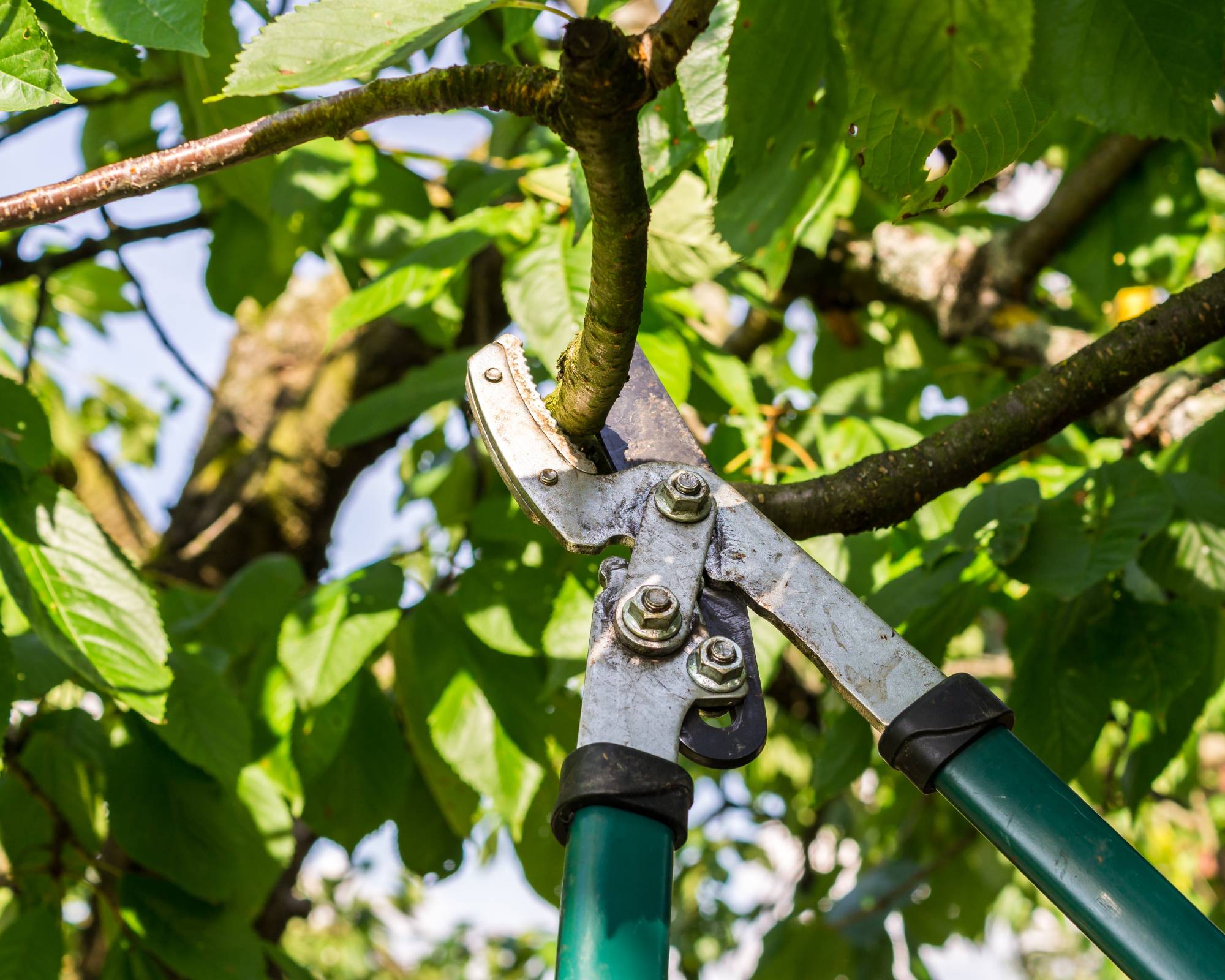 Pruning apple tree branches in summer
