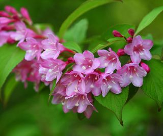 pink flowers of a weigela shrub