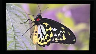 LG Cinebeam Q projector showing butterfly image on screen