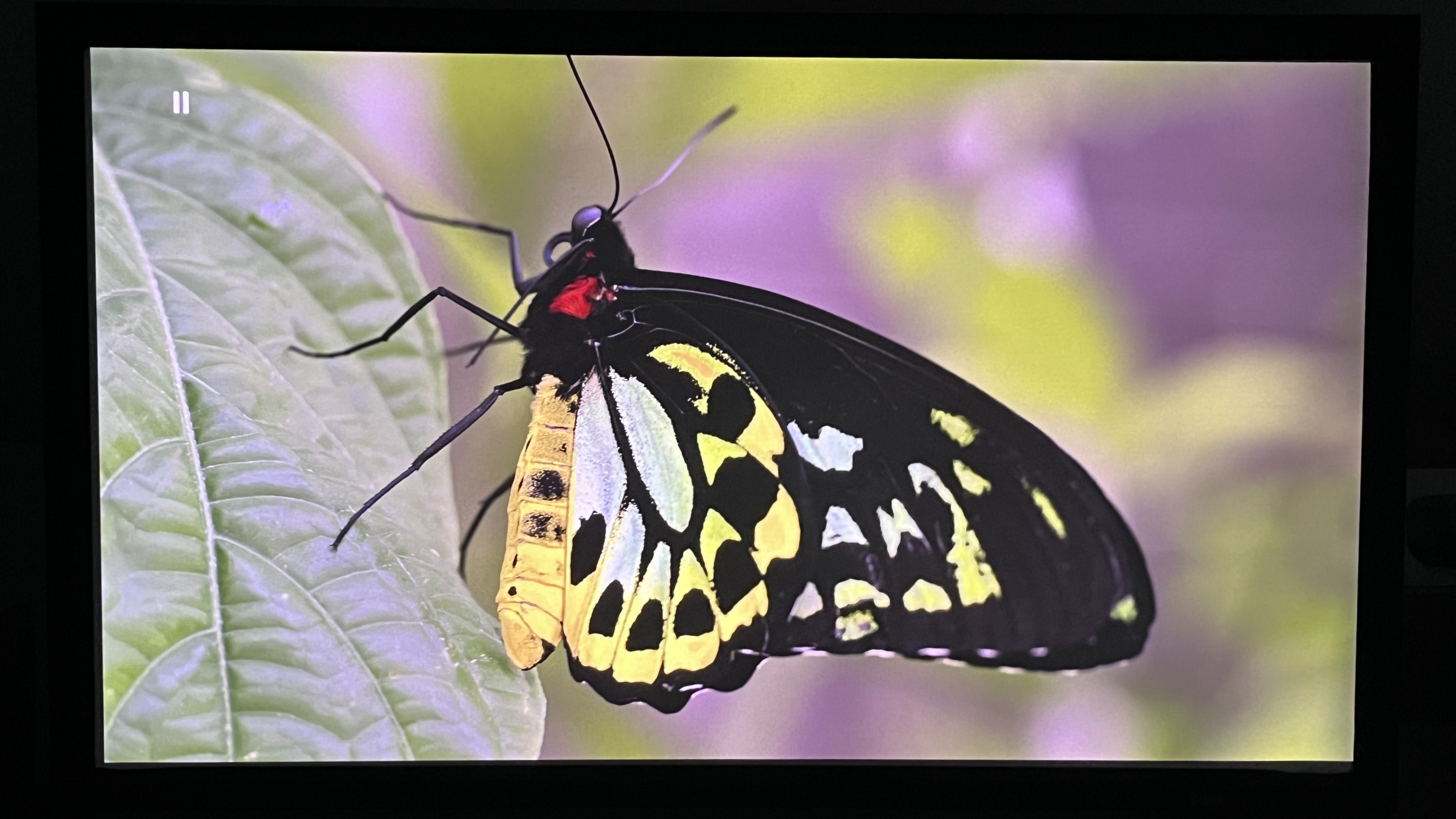 LG Cinebeam Q projector showing butterfly image on screen
