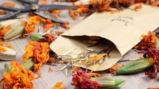 collected marigold seeds in a paper envelope