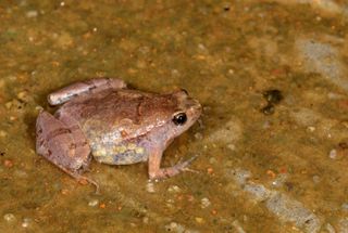 An adult female Microhyla laterite, commonly known as the laterite narrow-mouthed frog.