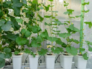 hydroponic gardening system with melons