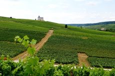 Tom Hewson Champagnes 2023