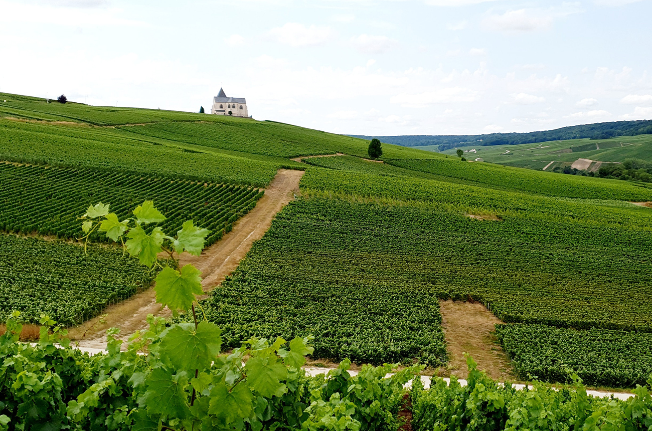 Tom Hewson Champagnes 2023