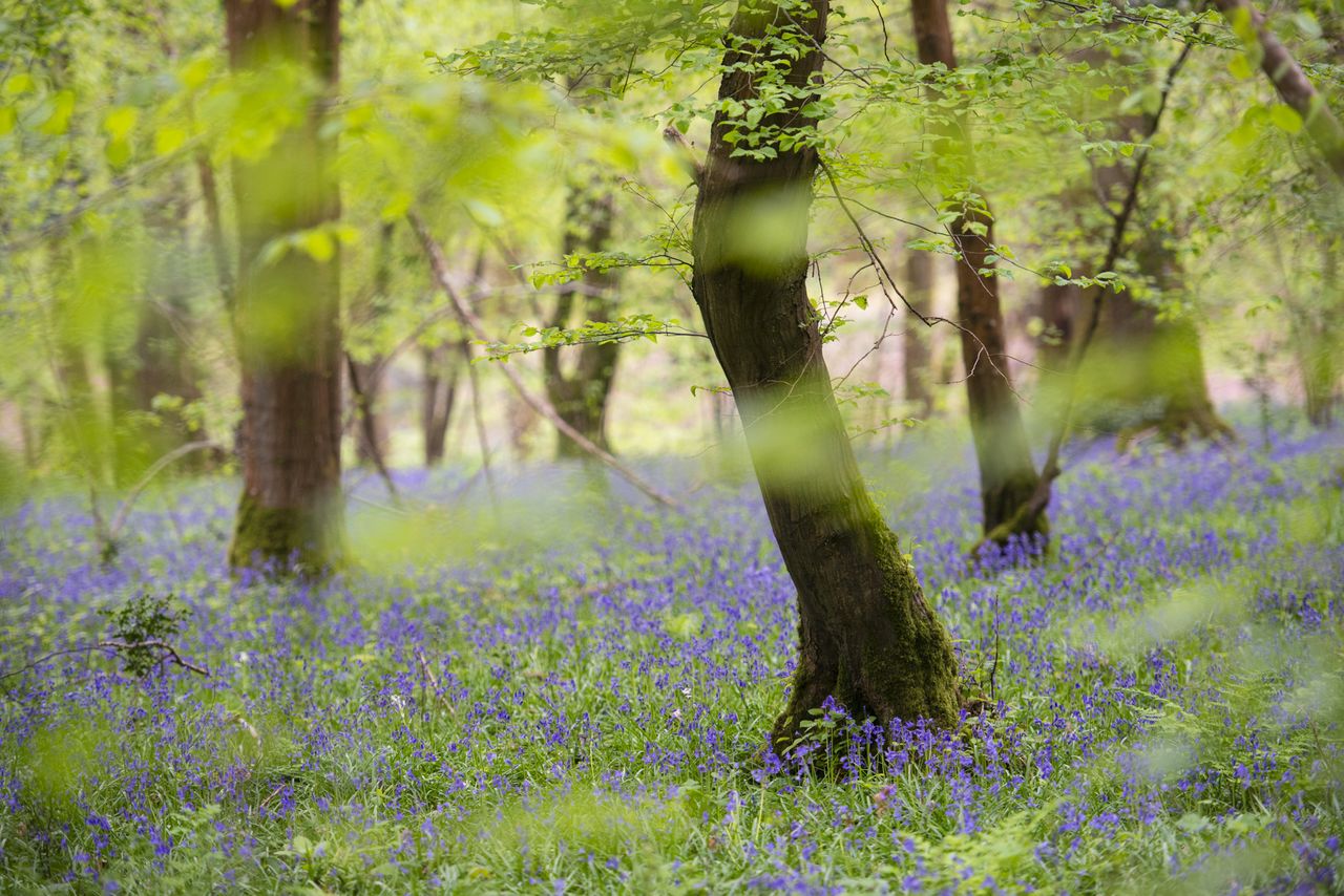 Bluebell woodland scene