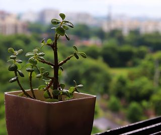 Jade plant by window with central park