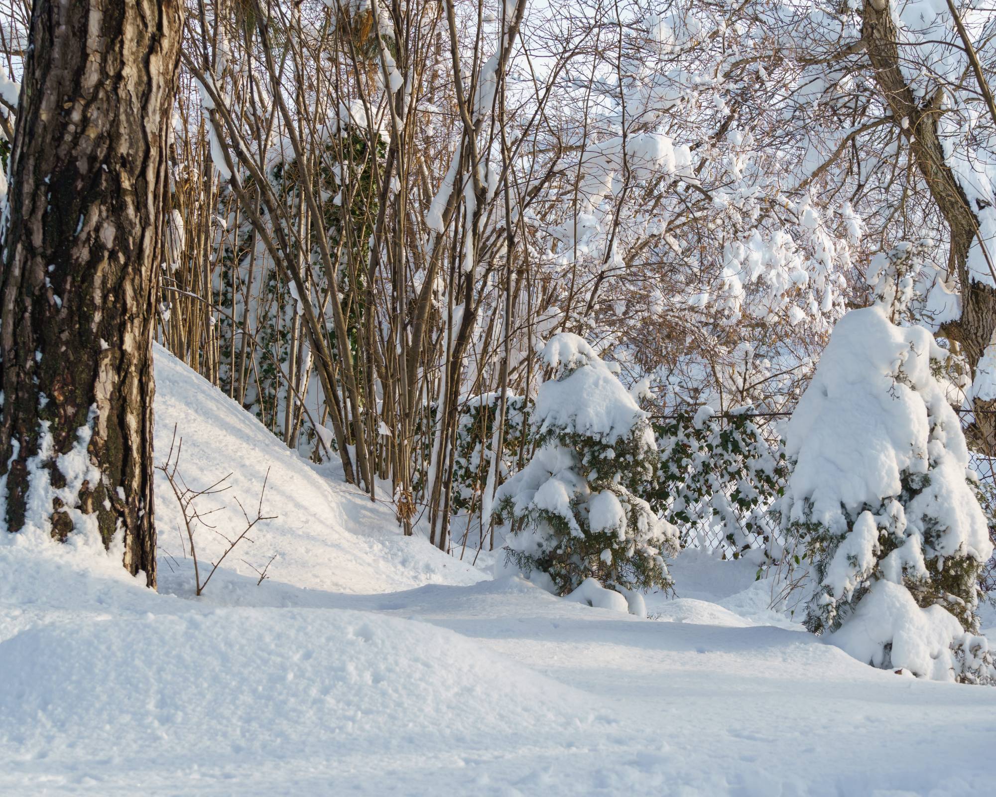 Snowy forest garden