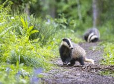 The culling of badgers has long been controversial, but gene-drive technology could lower population numbers without any unnecessary killing. Credit: Lillian King via Getty Images