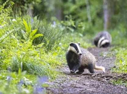 The culling of badgers has long been controversial, but gene-drive technology could lower population numbers without any unnecessary killing. Credit: Lillian King via Getty Images