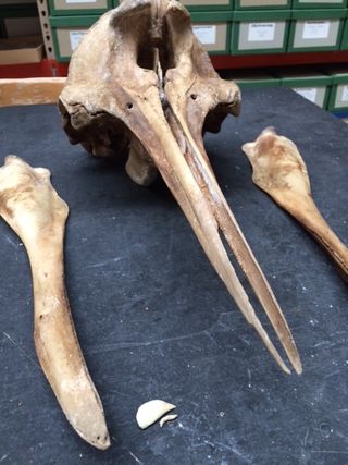 Researchers cleaned the specimen so they could get a better look at its skull and jawbones.