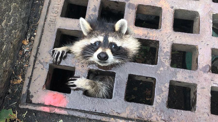 A raccoon is stuck in a sewer grate.