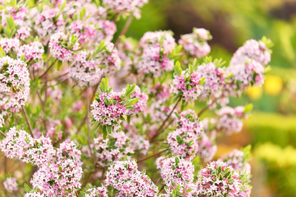 White And Pink Flowered Winter Daphne Plant