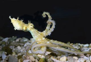 This juvenille octopus (Abdopus aculeatus) may be smarter than it looks, according to some researchers.