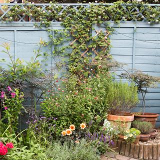 A garden with potted plants and a trellis with climbing plants