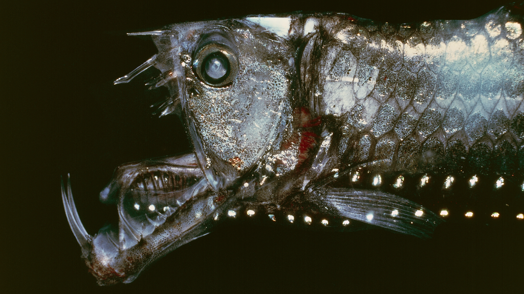 Why do deepsea fish look like aliens? Live Science
