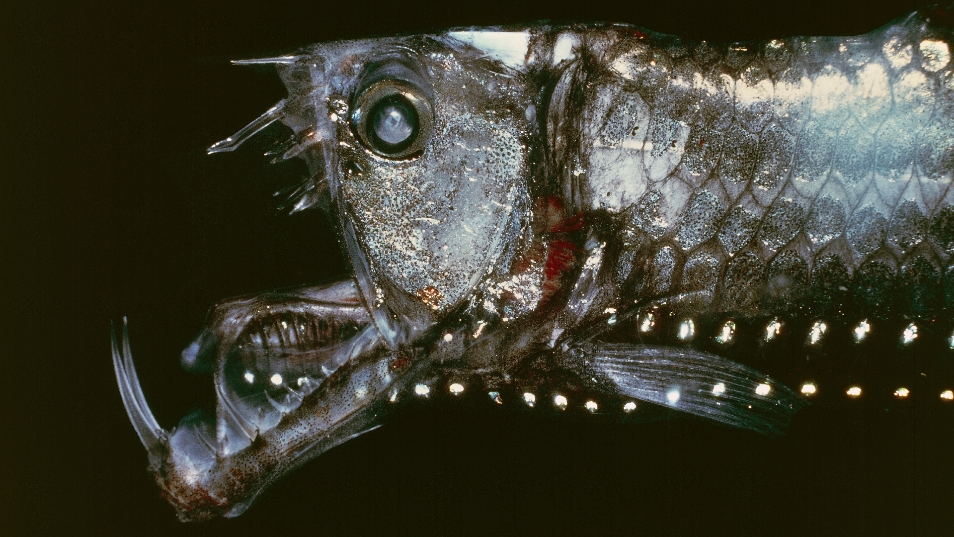 fish that looks like alien