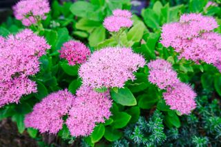 Full frame of pink sedum blooms in ornamental garden