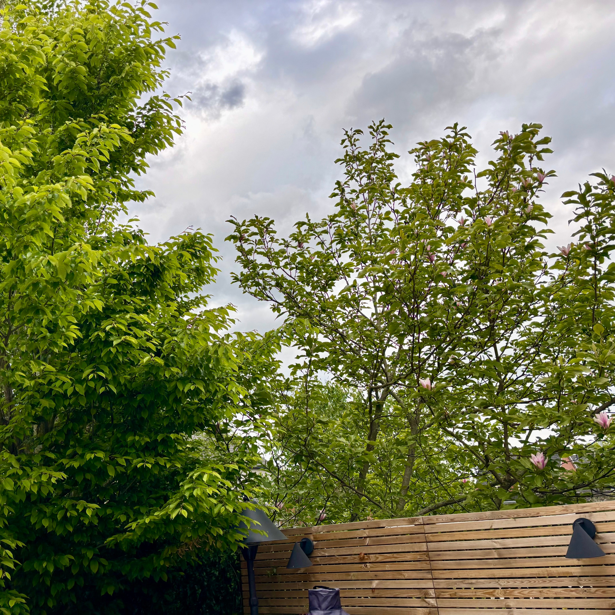 a magnolia tree and hornbeam tree with fence boundary