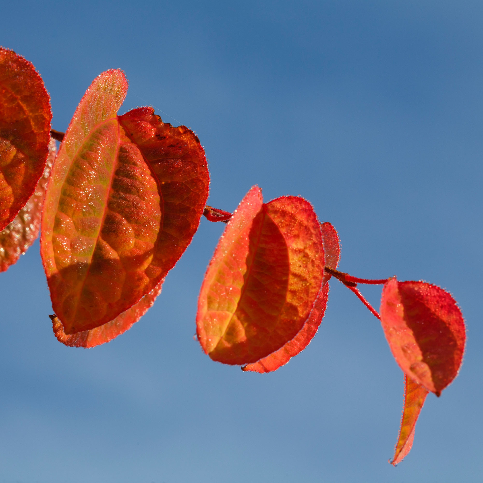 Cercidiphyllum japonicum katsuna Tree - Richard Becker - Alamy