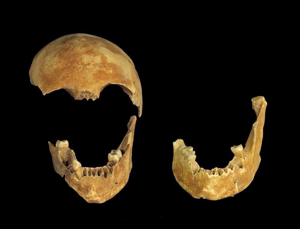 Skull from an Israel well