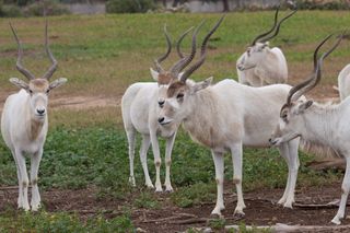 The Addax nasomaculatus, also known as the screwhorn antelope, is the Sahara's largest indigenous mammal