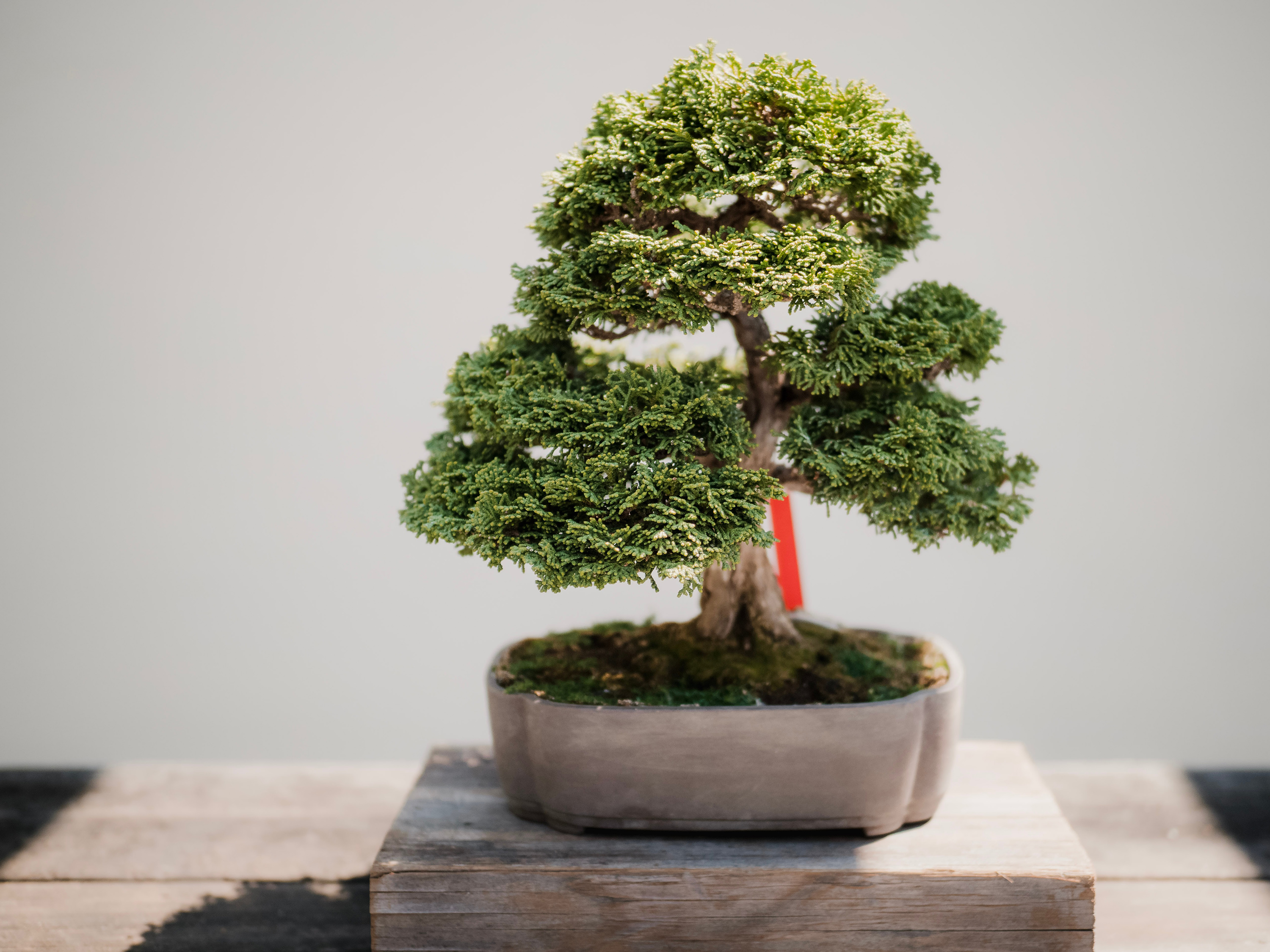 small Japanese garden ideas: bonsai tree in pot