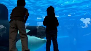 Two children standing in front of an aquarium with an orca swimming by