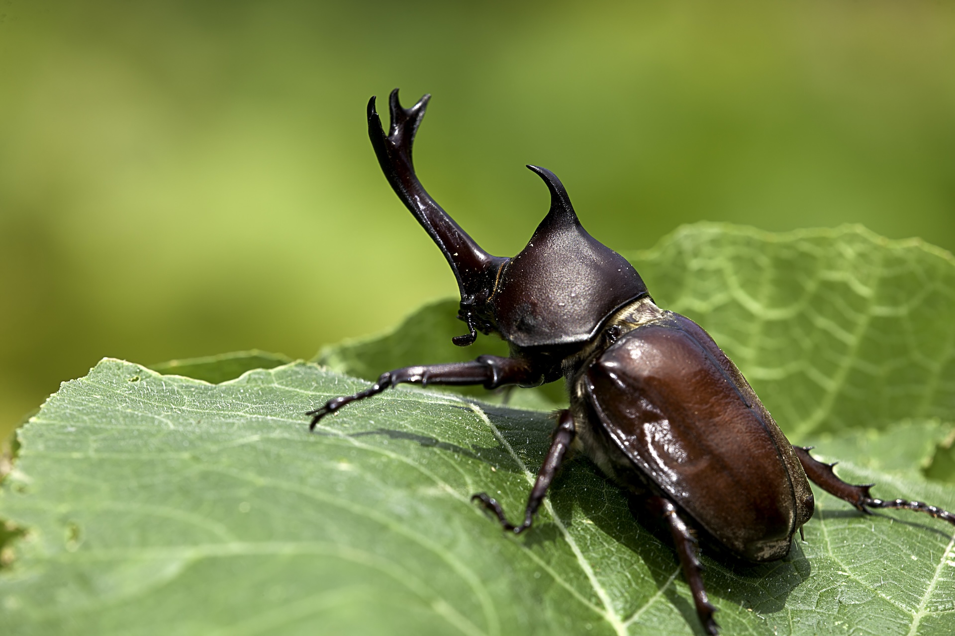 a hercules beetle on a leaf