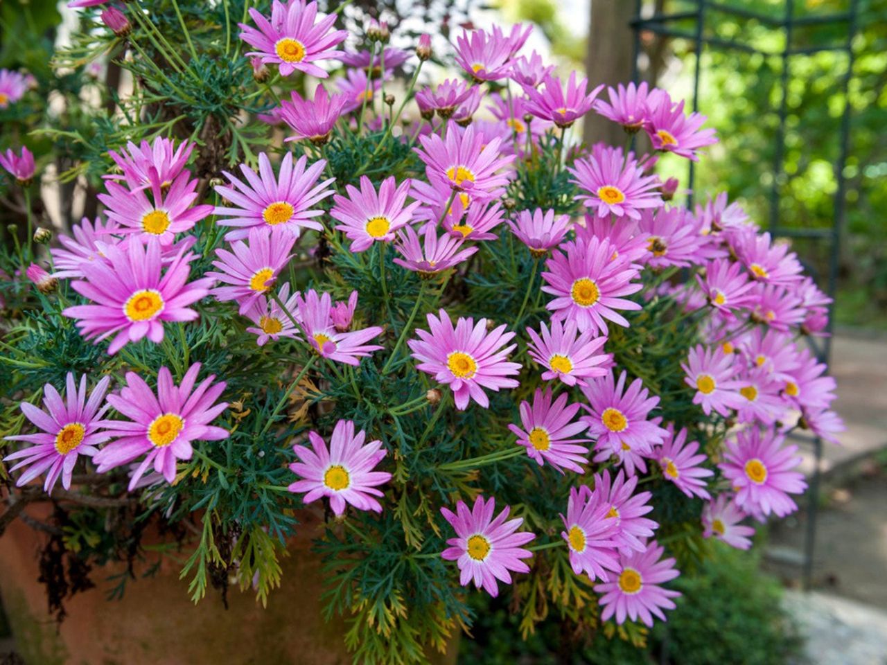 Pink Flowers Groiwng In A Container