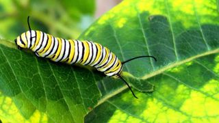 Caterpillar on Milkweed
