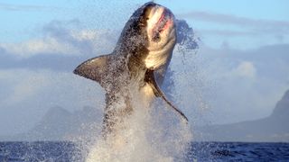 Great White Shark breaches the ocean water
