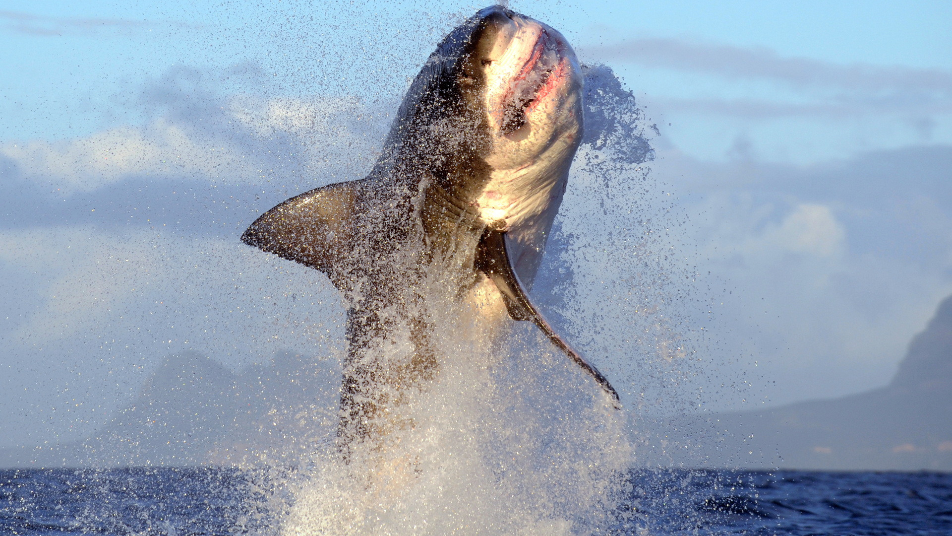 Shark Week': Highlights, and The Rock on his role as first emcee