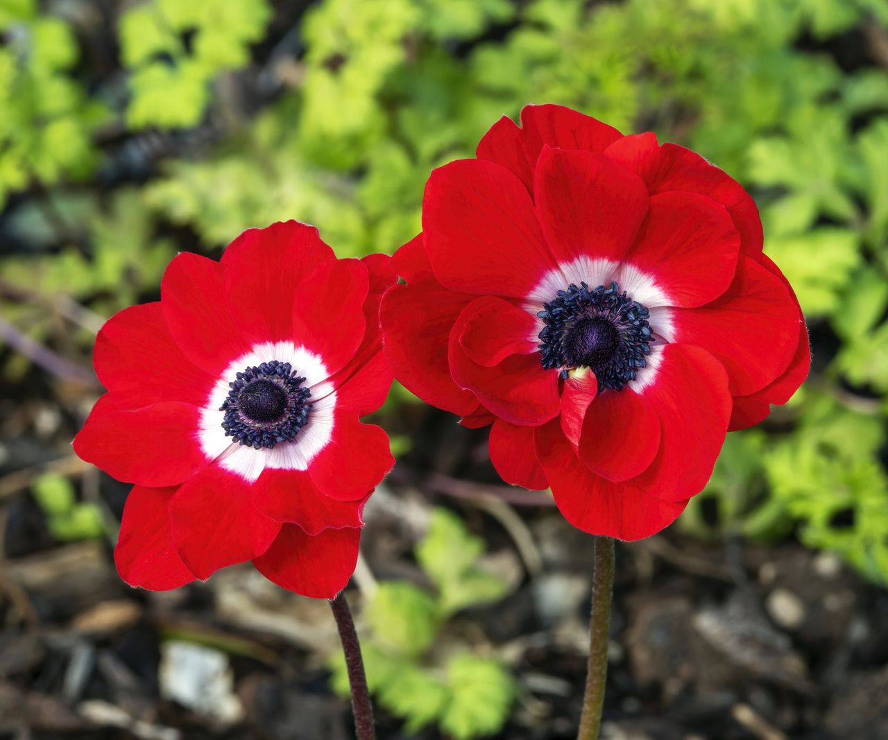 when to plant anemone bulbs for healthy plants | Homes & Gardens