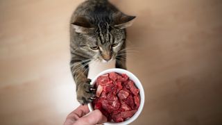 tabby cat rearing up to reach feeding dish filled with what could be the best raw cat food held by owner's hand