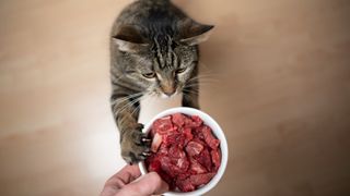 tabby cat rearing up to reach feeding dish filled with what could be the best raw cat food held by owner&#039;s hand