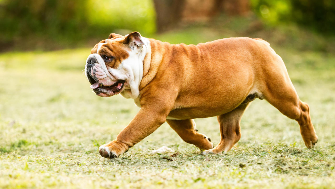 English Bulldog in motion