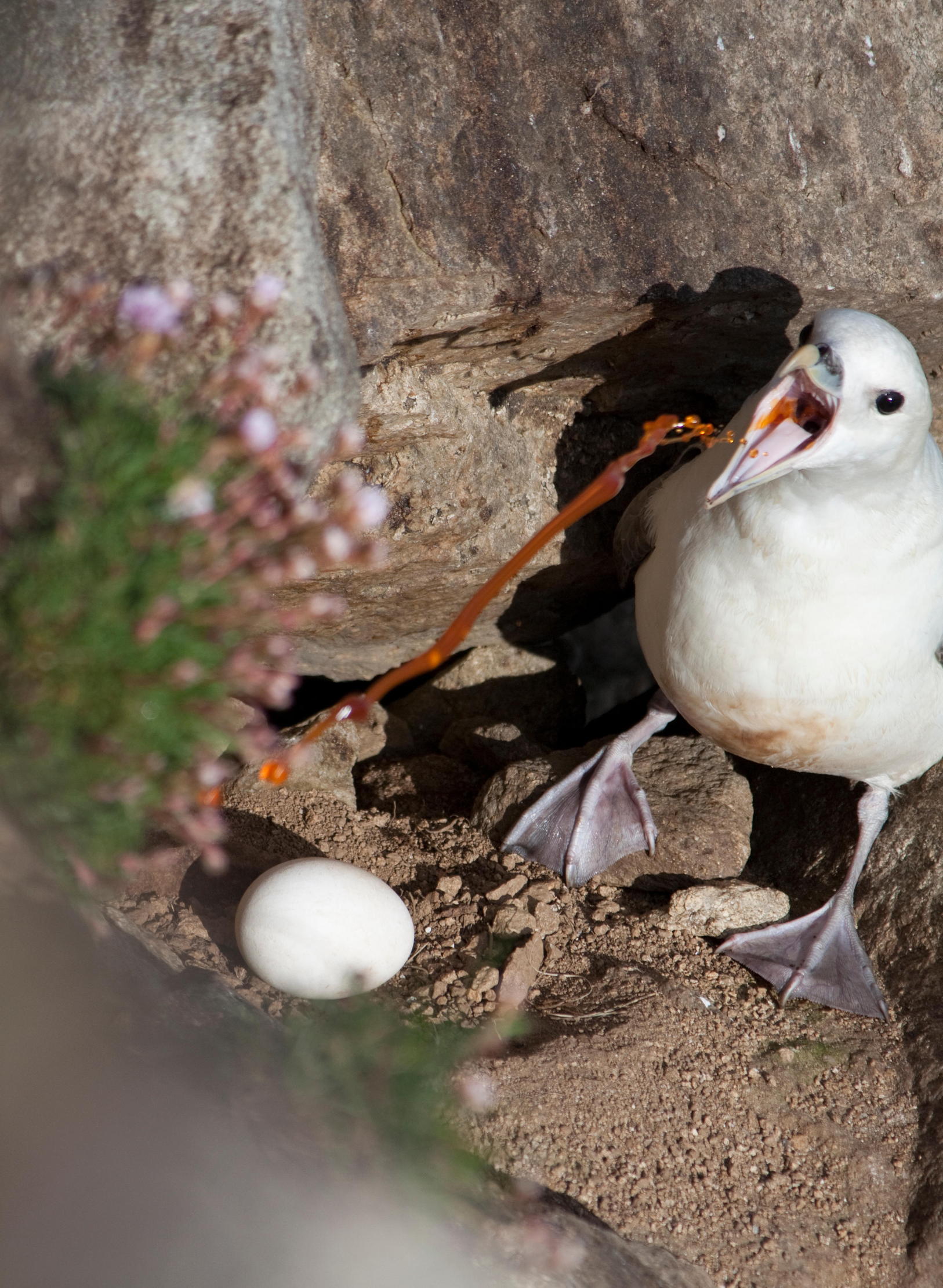 A fulmar, defending its egg with a shot of vomit. Truly a disgusting image and also bird.